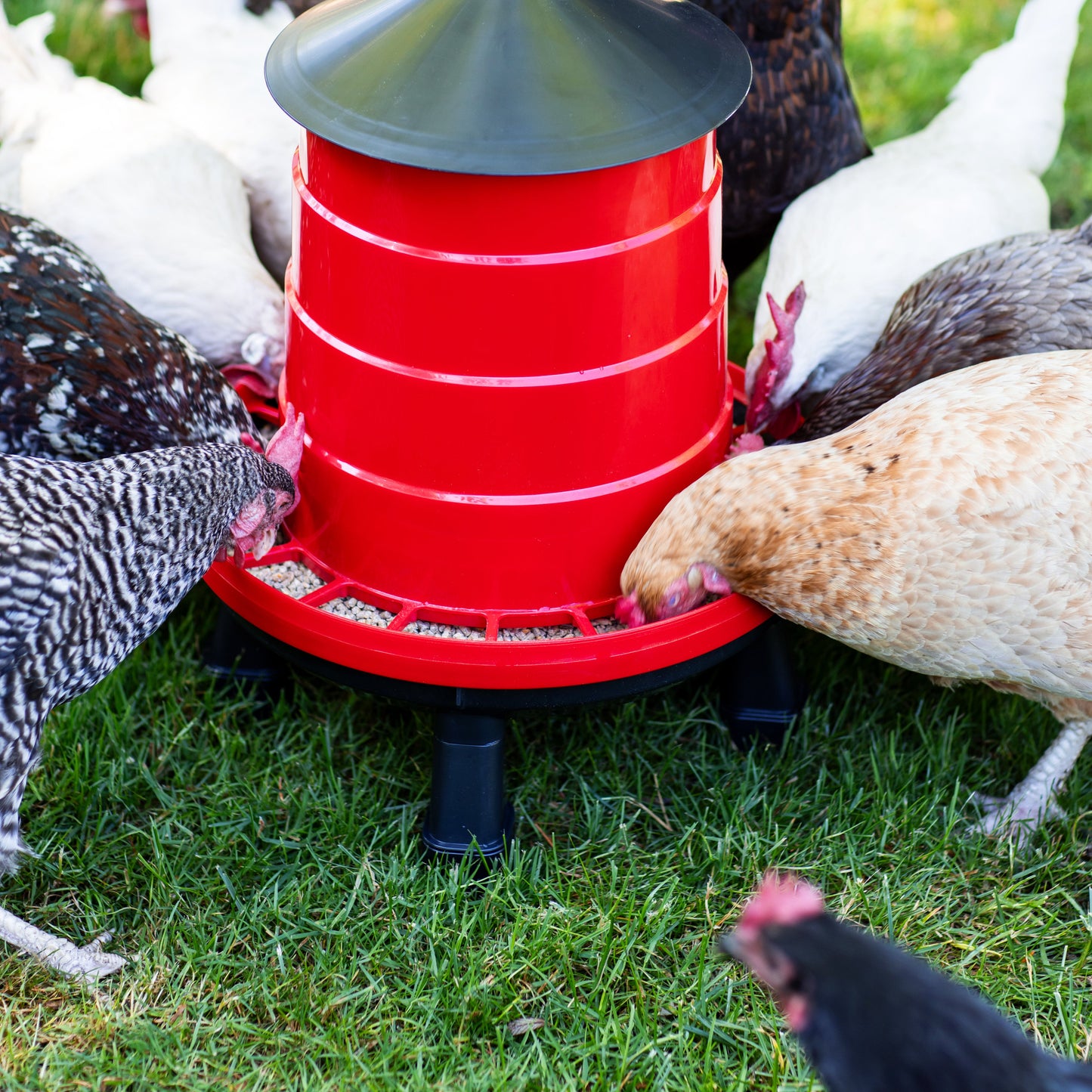 The Poultry Supply Co. Heritage Duo - All-in-One Feeder & Waterer