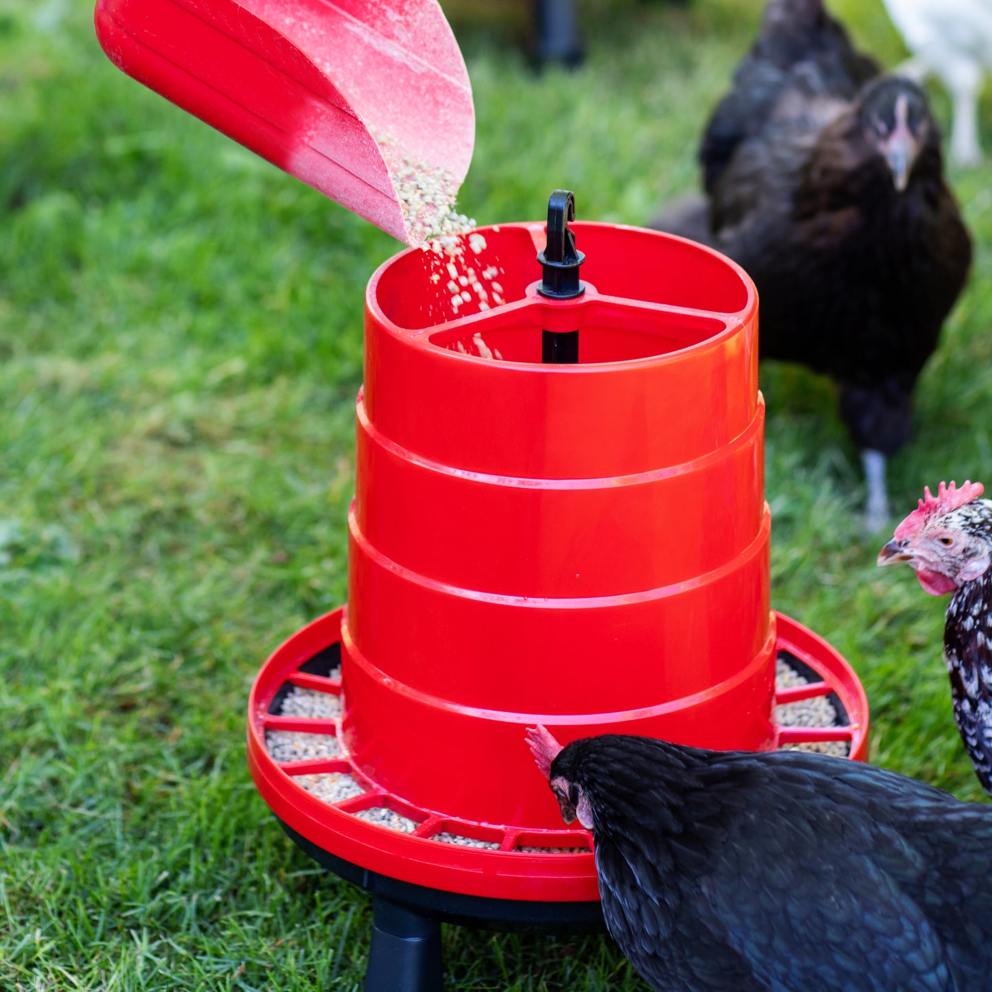 The Poultry Supply Co. Heritage Duo - All-in-One Feeder & Waterer