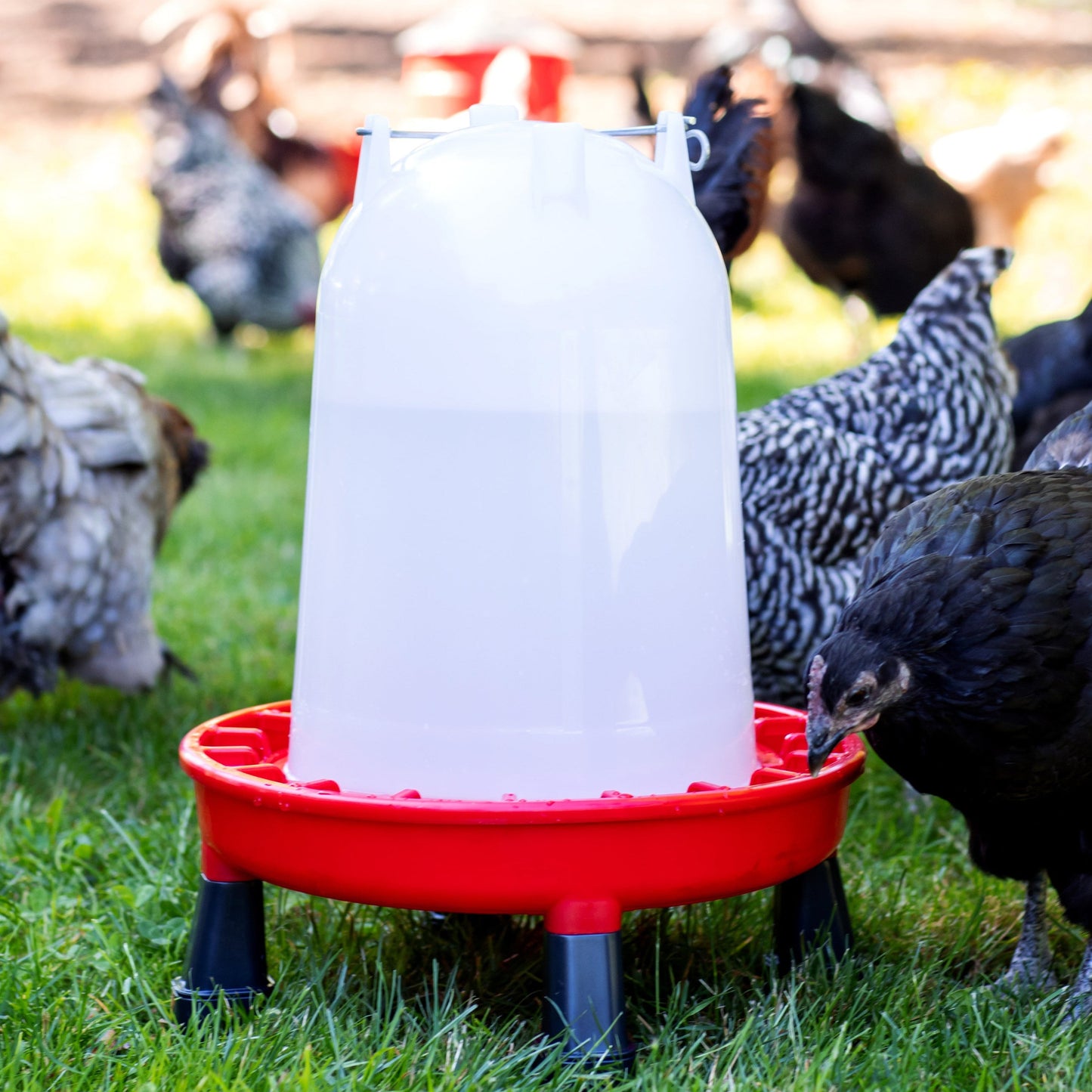 The Poultry Supply Co. Heritage Duo - All-in-One Feeder & Waterer