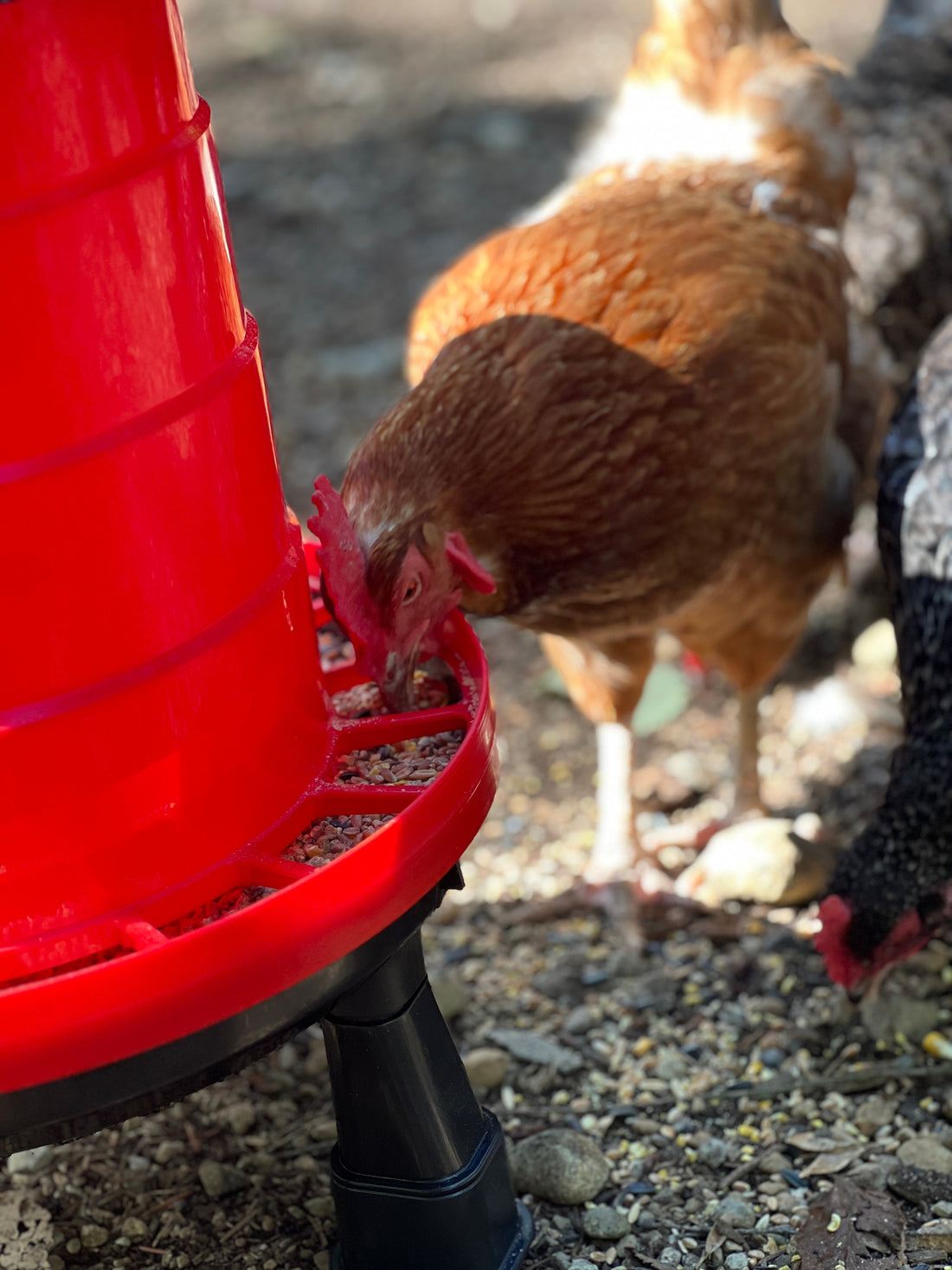 Best Chicken Feeder Types in 2025