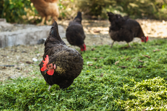 Maximizing Poultry Farming Success with Premium Supplies