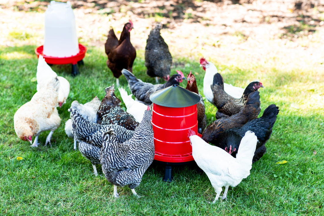 Why The Poultry Supply Co. Makes the Best Chicken Feeders & Poultry Equipment
