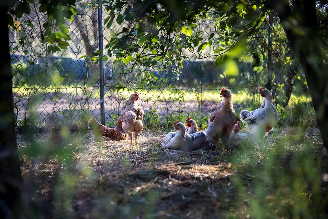 How to Predator-Proof Your Coop