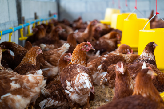 Choosing the Right Poultry Supplies for Your Farm