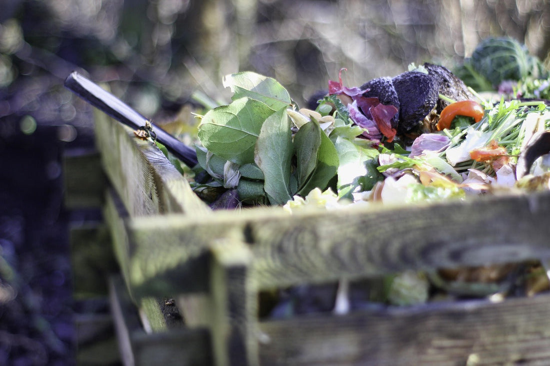 What Can Chickens Eat? A Friendly Guide for Backyard Keepers