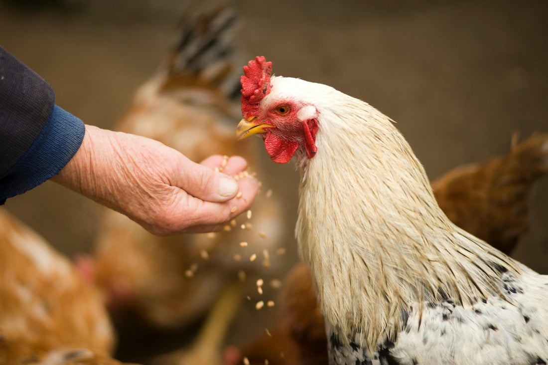 How to Choose a Chicken Feeder Based on Flock Size and Setup
