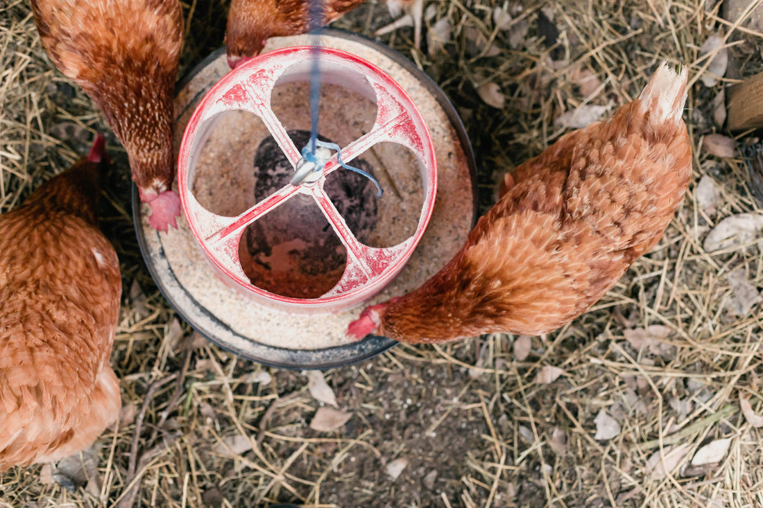 The Best Backyard Chicken Feeder: Metal vs Plastic vs HDPE