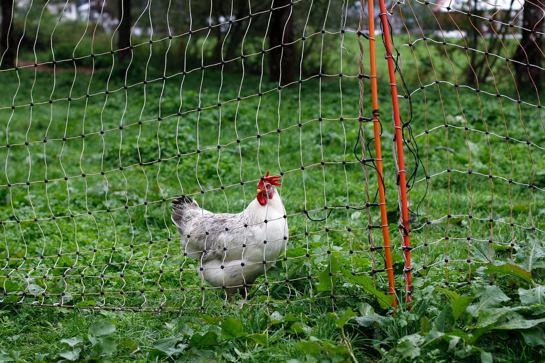 Egg Handling