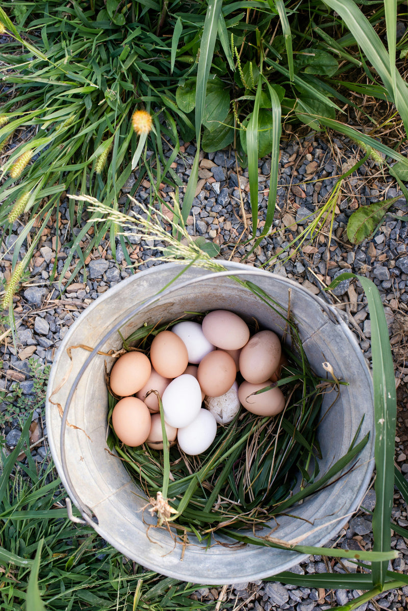 Egg Handling