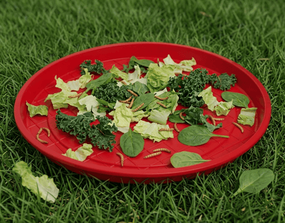 XL Everyday Feed Tray, 20” diam.