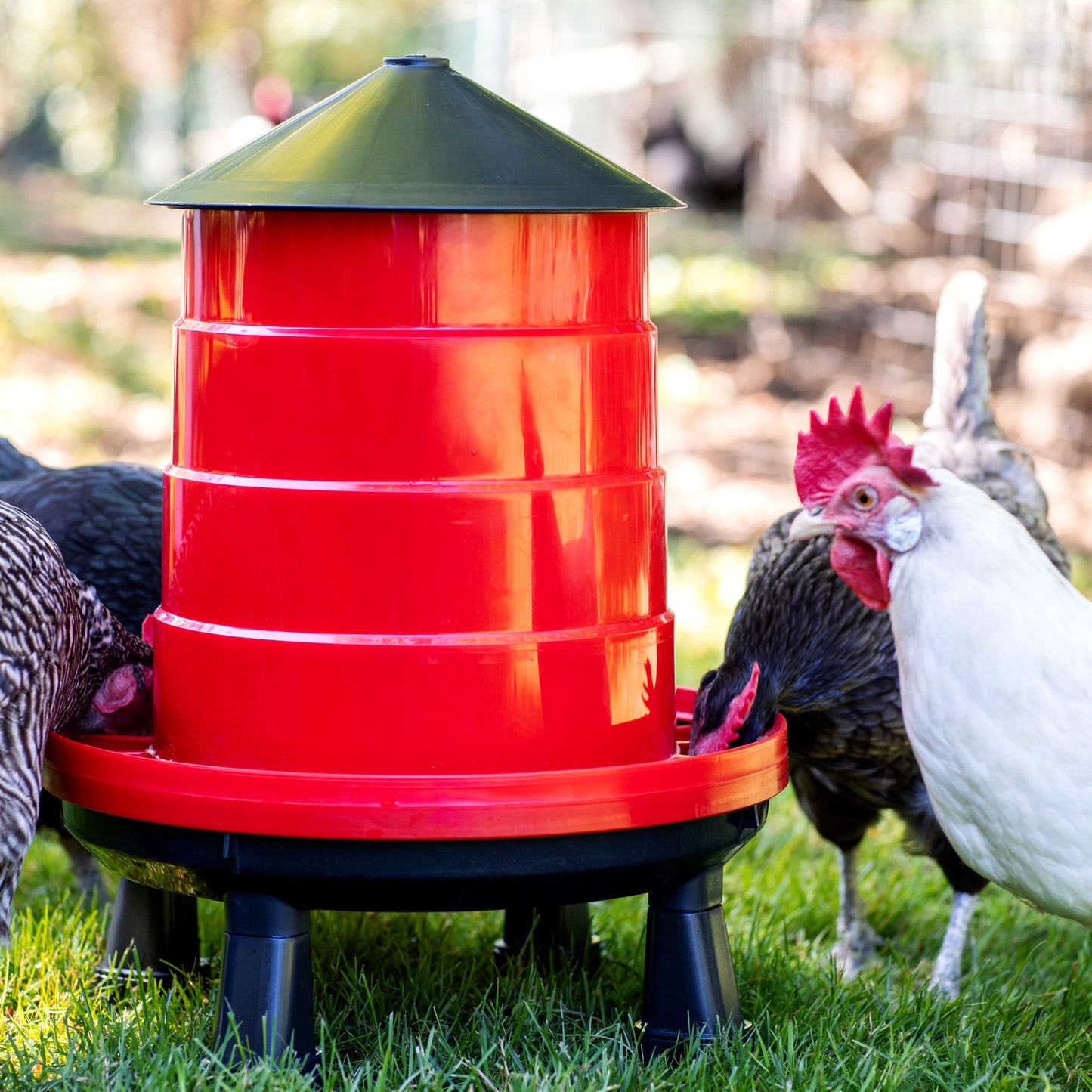 The Poultry Supply Co. Heritage Duo - All-in-One Feeder & Waterer